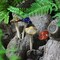 4 Pieces (Random Color) Ceramic Mushroom for Garden, Yard, Fairy Garden - Lawn Ornament Décor, Pottery Ornament 4.52" in Height (Dark Version)